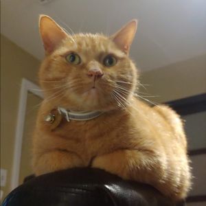 Meet your Posher, Anissa